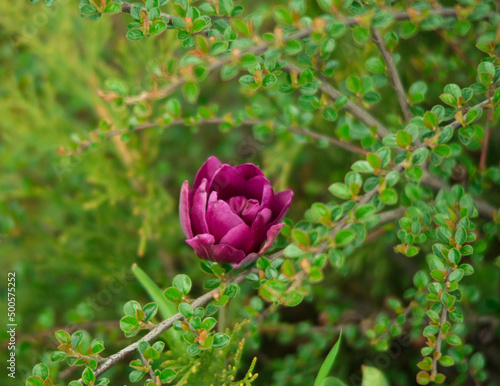 Wallpaper Mural pink rose bud Torontodigital.ca