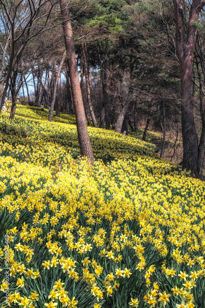 Obraz premium House of Yu Gi Bang Daffodil Fields