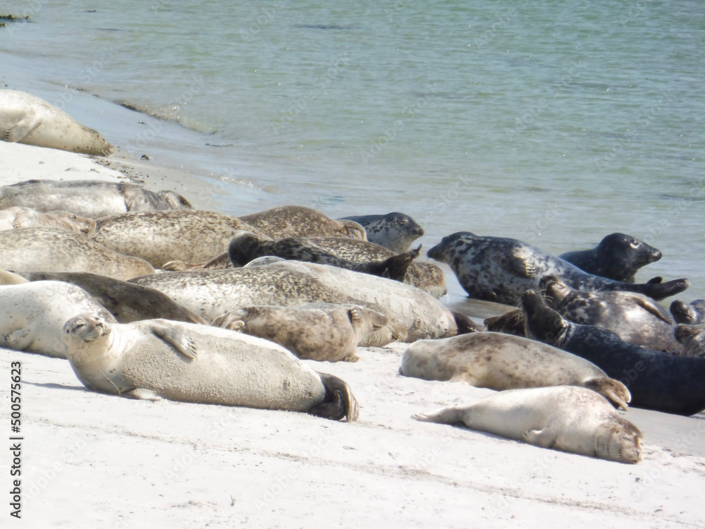 Fototapeta premium Robben auf Helgoland