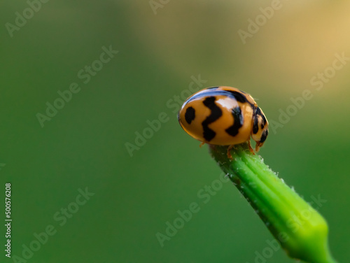 ladybug on green leaf background