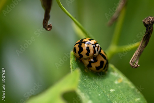ladybug on green leaf background