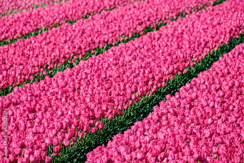 Tulpenveld in Flevoland - Tulip field in Flevoland photo