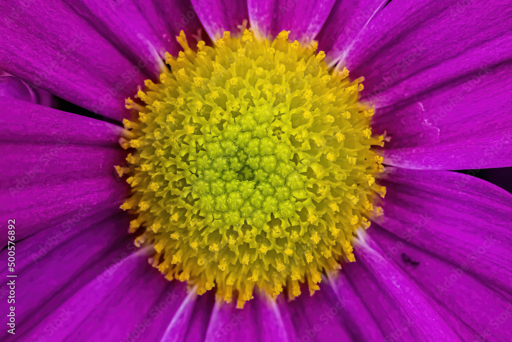 Up close to purple Persian daisy Up close to purple Persian daisy