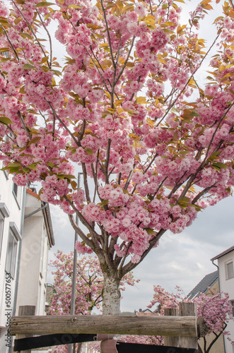 Wallpaper Mural Aachen Eilendorf: April Torontodigital.ca