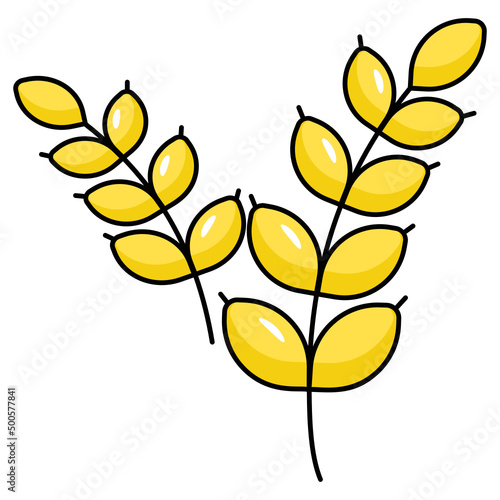 Barley 