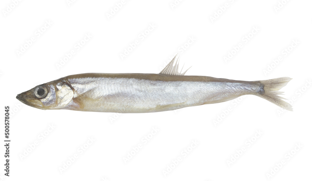 Fresh caplin fish isolated on white background Fresh caplin fish isolated on white background