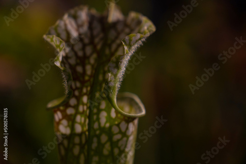 Tela Sarracenia plant on dark background