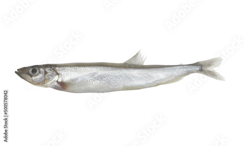Capelin or caplin fish isolated on white background	 photo