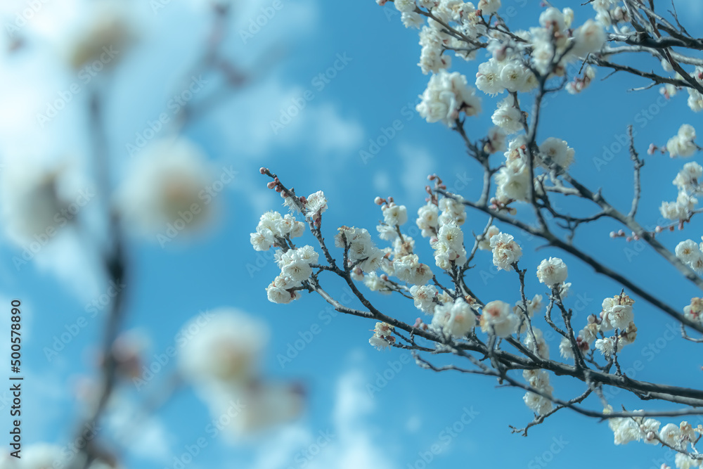 梅の花 梅の花