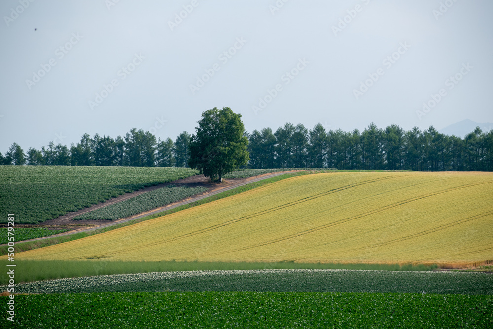 Obraz premium 夏の丘の畑に立つシラカバの木 