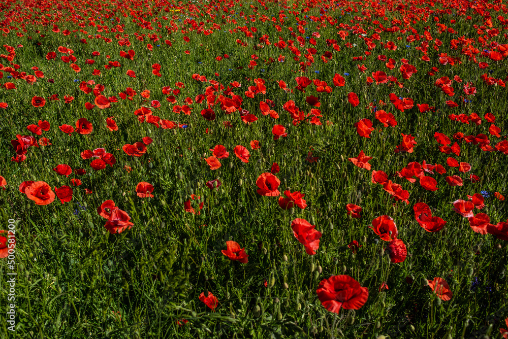 Fototapeta premium łany maków