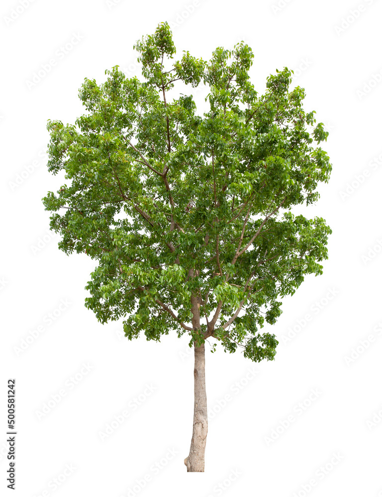 Obraz premium Tree isolated on white background, With Clipping path.