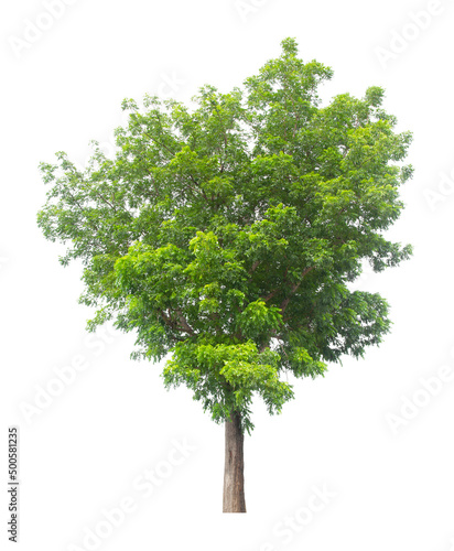 Tree isolated on white background  With Clipping path.