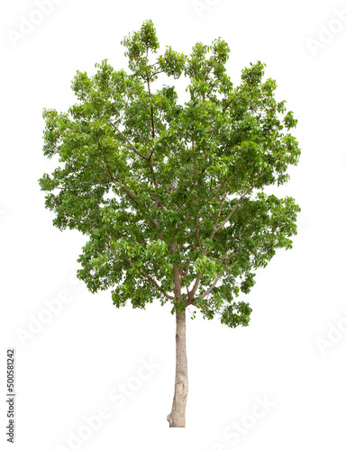 Tree isolated on white background, With Clipping path.