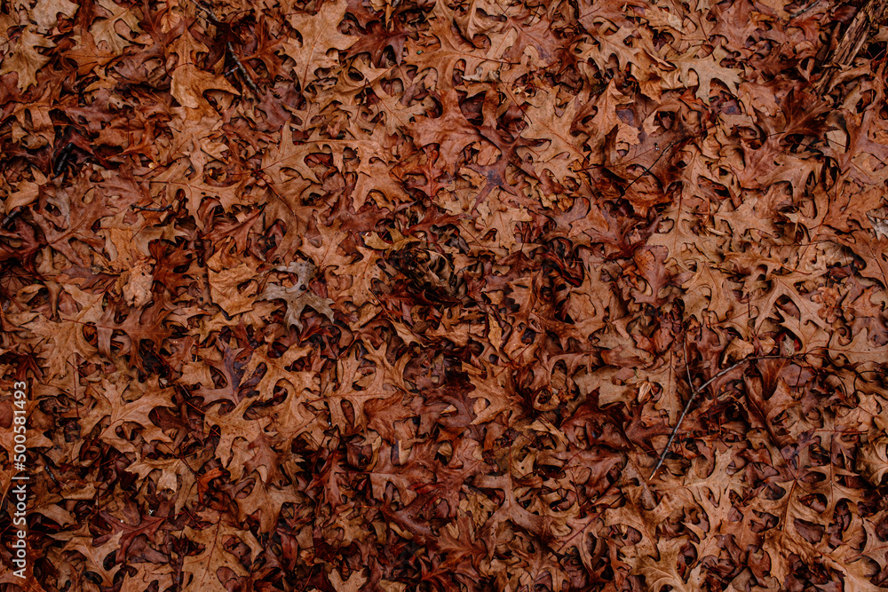 Dry leaves on the ground in forest, top view. Dry leaves on the ground in forest, top view.