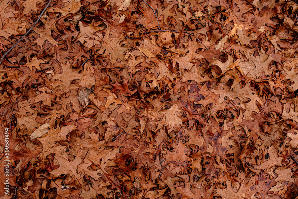 Dry leaves on the ground in forest, top view.
