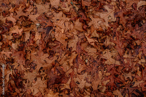 Dry leaves on the ground in forest, top view. © Roberto Sorin