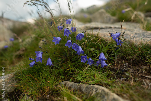 flowers in the meadow