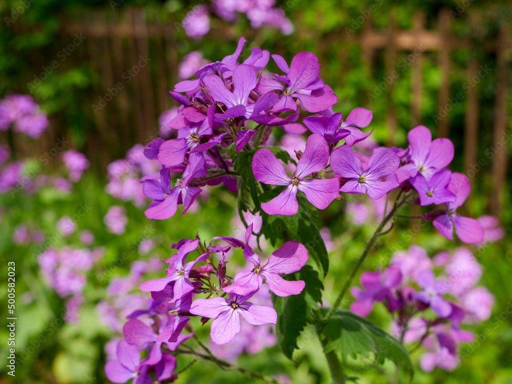 紫色の小さな花を咲かせるオオアラセイトウ