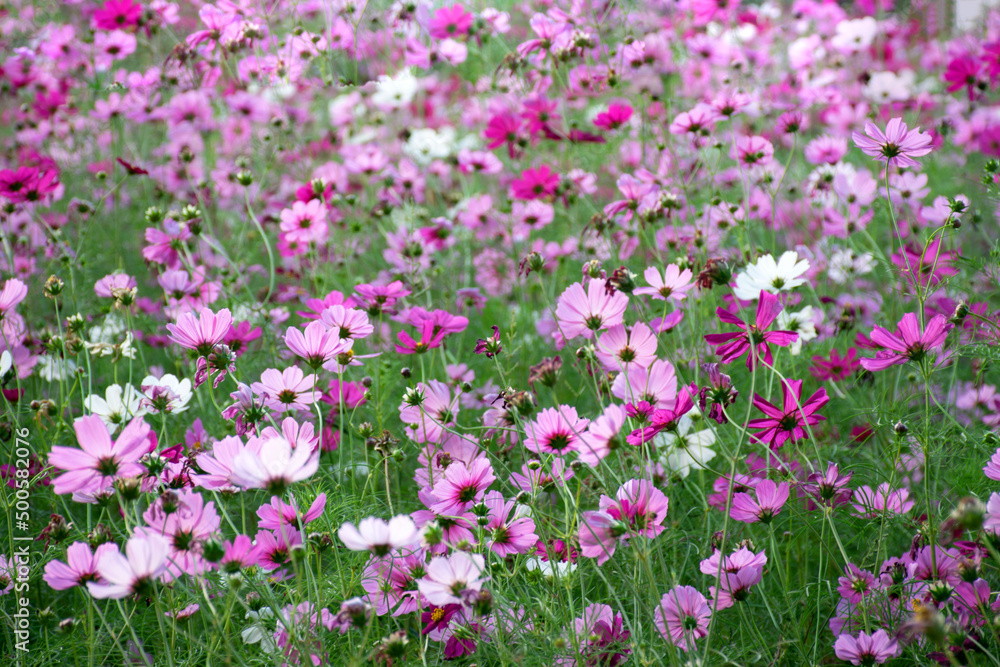 Beautiful cosmos flowers blooming in nature Beautiful cosmos flowers blooming in nature
