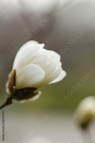 Magnolia flower on a branch. Blooming magnolia on a blurred background. Close-up