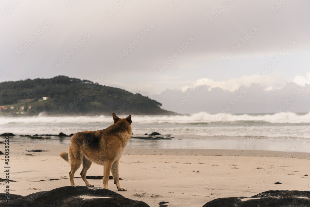 Perro jugando en la playa con las olas y la arena y disfrutando de las vistas en un bonito y nublado dia