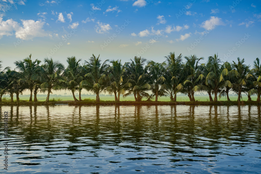 Obraz premium palm trees on lake with reflection,Cocunut tree,Kerala backwaters Alleppey 