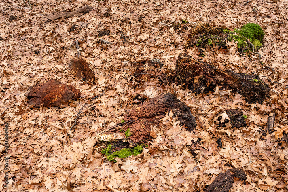 Dry leaves on the ground in forest Dry leaves on the ground in forest