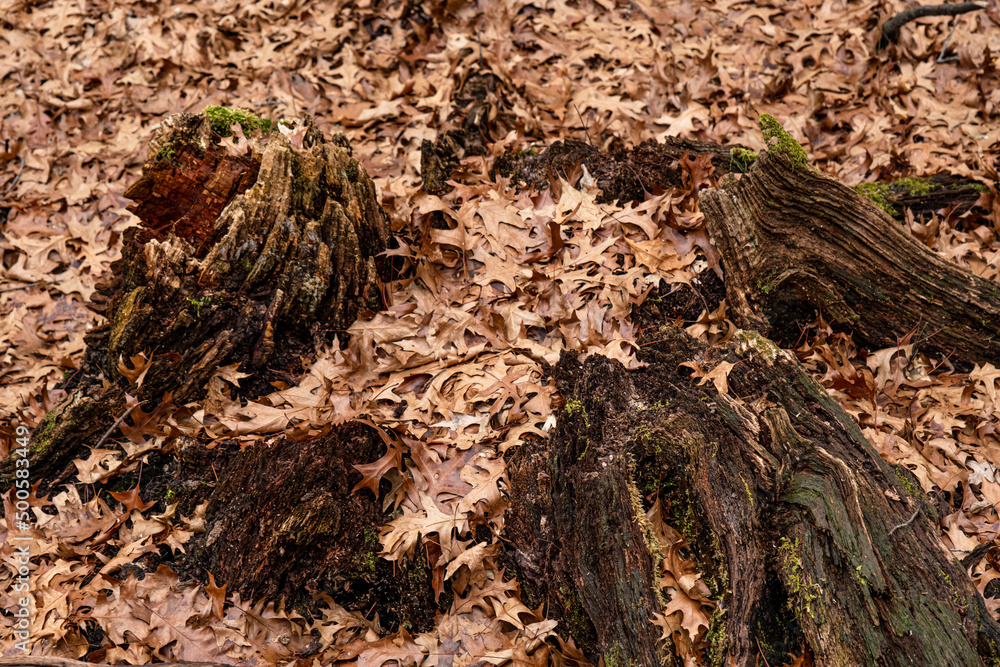 Dry leaves on the ground in forest Dry leaves on the ground in forest