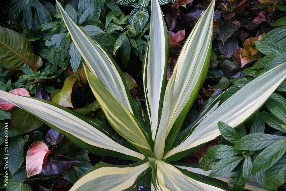Obraz premium White and green variegated plants of Mauritius Hemp 'Mediopicta', with scientific name Furcraea foetida