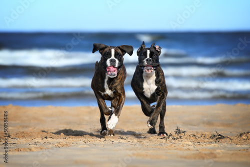 Canvas Print two happy  german boxer dogs running together on the beach