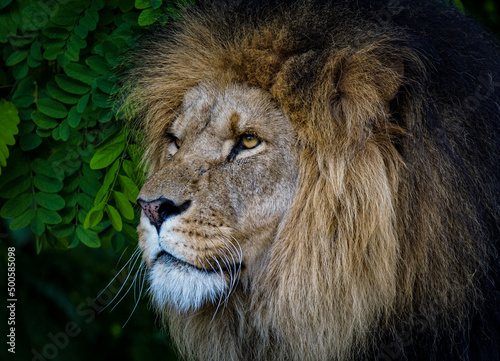 Close up view of a lion standing near a bush in its natural habitat.