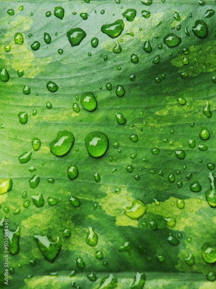 plants and variegated leafe with rain drop macro drop on color background