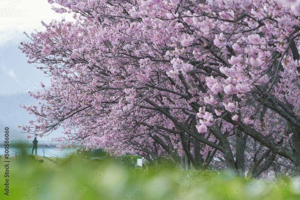 綺麗なピンク色の桜の花が満開となっている春の風景