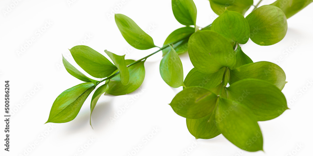 Obraz premium Green Ruscus stems with leaves on the white background