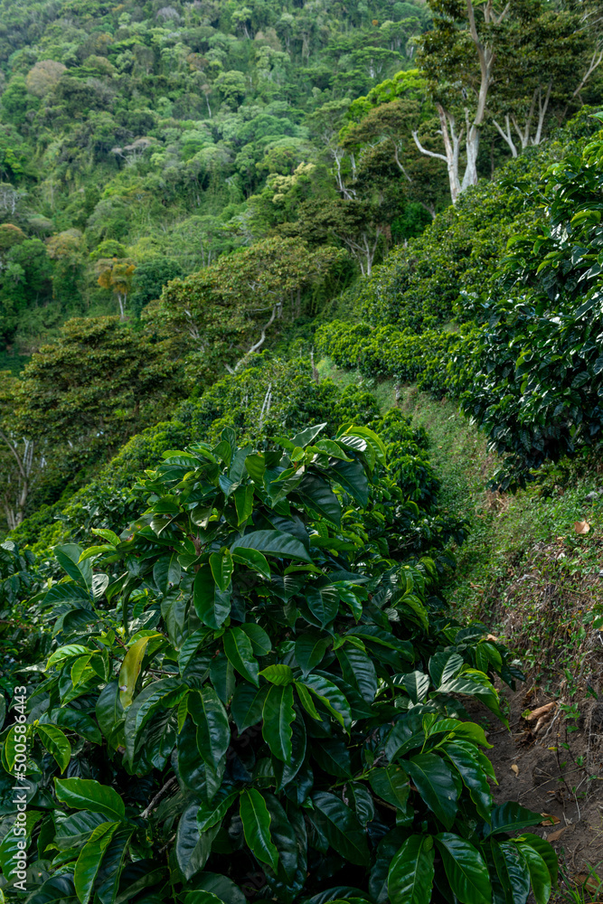 An organic coffee farm in the mountains of Panama. The red coffee cherries are ready for harvest