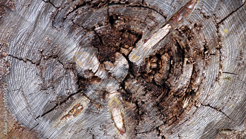 Close-up wood trunk frontal front view end grain wood rings