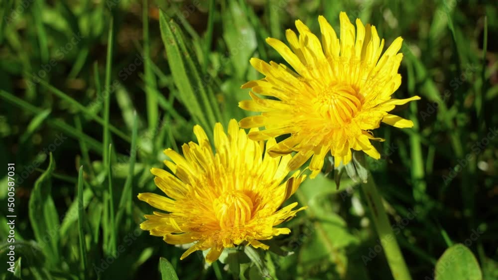 Löwenzahn Zeitraffer öffnende Blüte in Natur in grüner Wiese schön beautiful yellow dandelion hawkbit flowers bloom opening wide open time lapse in nature green sunny spring meadow close up top view Löwenzahn Zeitraffer öffnende Blüte in Natur in grüner Wiese schön beautiful yellow dandelion hawkbit flowers bloom opening wide open time lapse in nature green sunny spring meadow close up top view