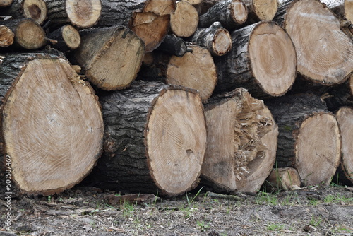 drewno konar ścięte drzewo