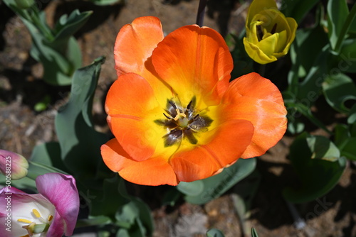 colorful tulips in the garden