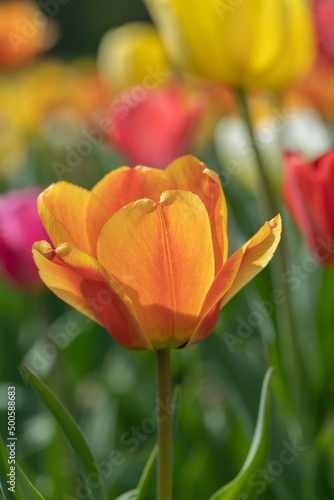 Closeup of an orange tulip blossoom. photo