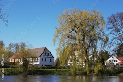 Offentlicher Teich Holzhausen Leipzig mit Weide im Frühjahr photo