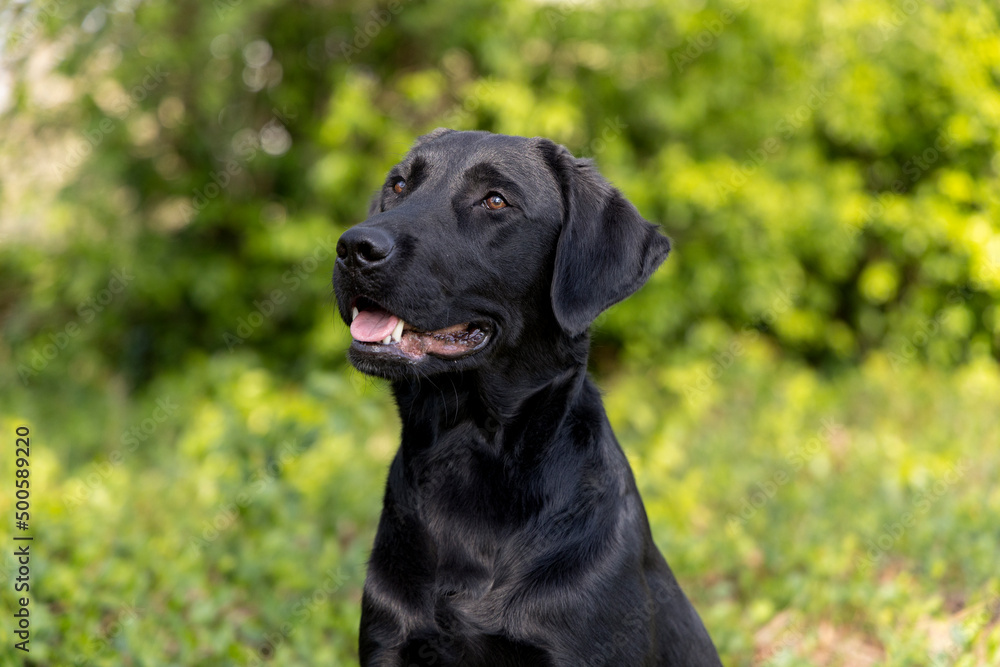 Zwarte labrador pup