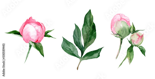 Watercolor peonies set. Hand drawn botanical illustration. Realistic isolated objects on white background for your design