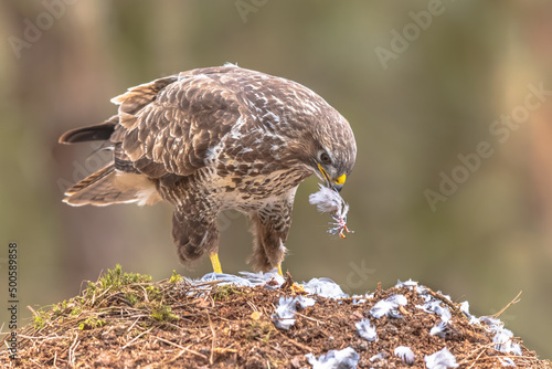 Photography Buzzard plucking feathers from prey catch