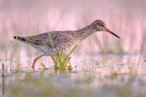 Tablou canvas Common Redshank in Wetland during migration