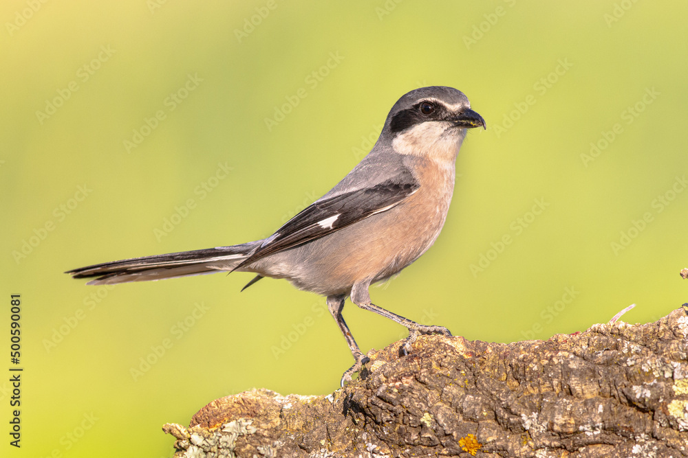 Fototapeta premium Iberian Grey Shrike on bright background
