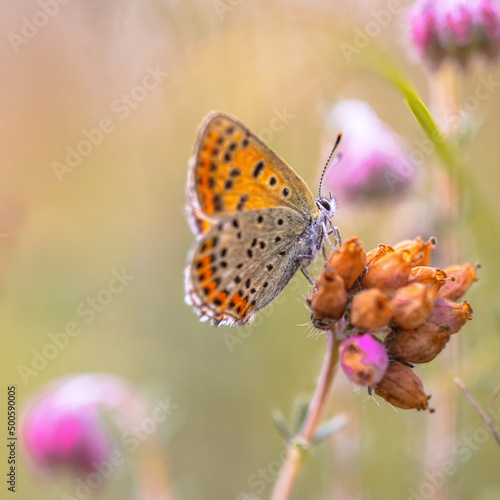 European Butterfly Sooty Copper perched on erica flower photo