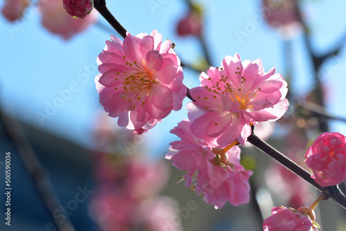 Różowy kwiat na ozdobnym drzewie w parku na wiosnę. 