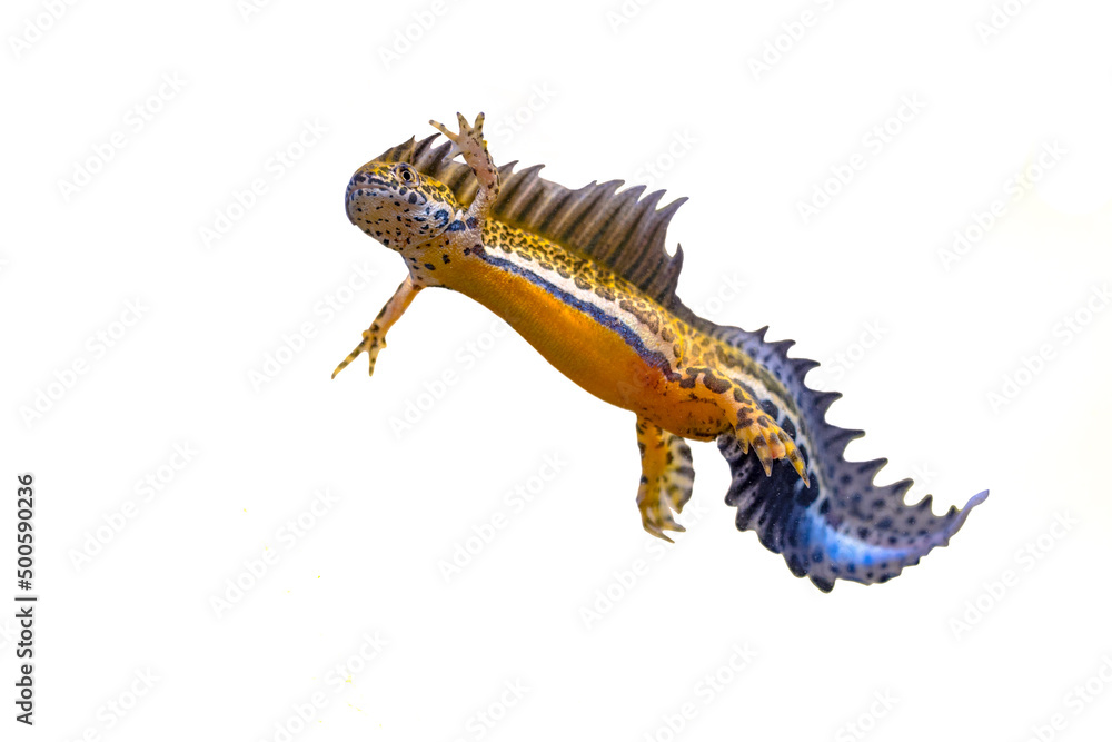 Fototapeta premium Southern banded newt aquatic animal on white background